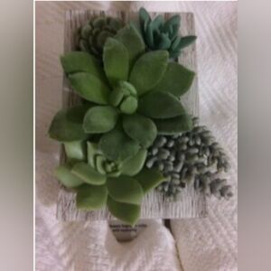 Bath & Body Works Succulent Wallflower Fragrance Plug